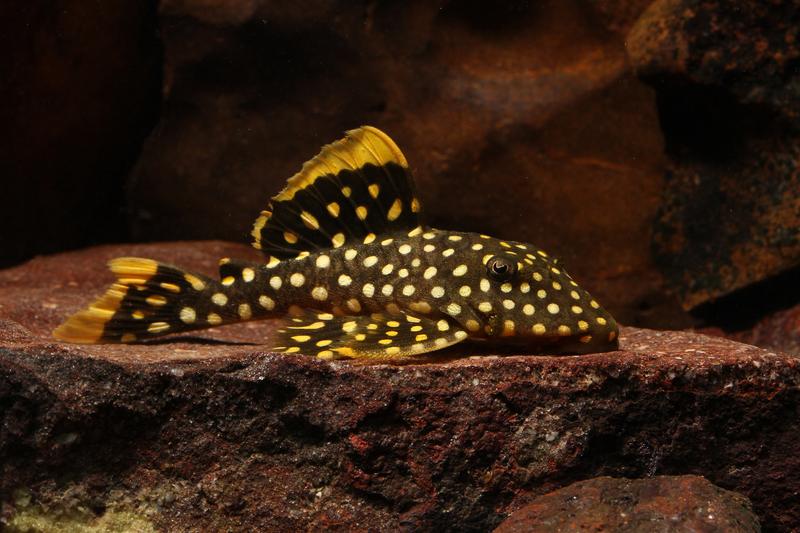 One of the studied armored catfish species, Baryancistrus xanthellus, resting on a rock.