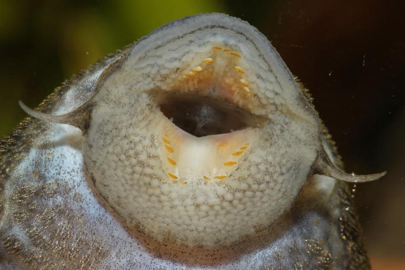 Ein tiefer Blick ins Maul der Art Panaqolus cf. Changae offenbart die Papillen, die der Fisch für eine bessere Haftung einsetzt. 