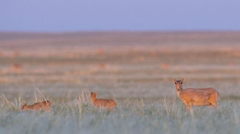 Saiga-Weibchen mit zwei Jungtieren in der Altyn Dala Steppe in Kasachstan.