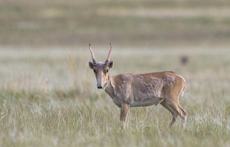 Junges Saiga-Männchen in Zentralkasachstan.