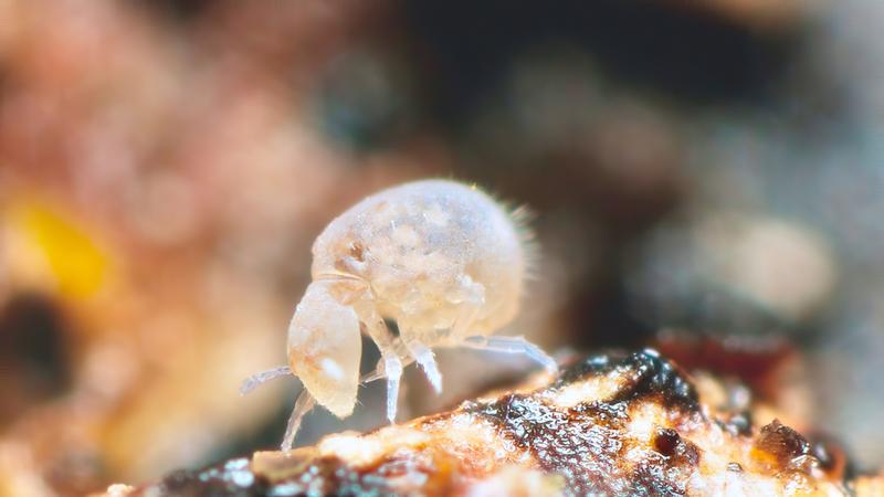 Mit dem Projekt „MetaInvert“ werden umfassende genomische Daten für winzig kleine und bisher wenig erforschte Bodenlebewesen wie Springschwänze (hier die Art Neelus murinus) bereitgestellt. 