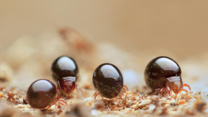 In Waldböden der gemäßigten Breiten können bis zu 200.000 Individuen von Hornmilben (Oribatida) pro Quadratmeter Humusauflage vorkommen. Gemeinsam mit anderen Bodenlebewesen sorgen sie für die Streuzersetzung und die Fruchtbarkeit der Böden.