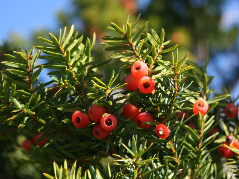 Eibenbaum mit Früchten. Paclitaxel und seine Vorstufen werden in den Nadeln und der Rinde verschiedener Bäume der Gattung Taxus produziert.