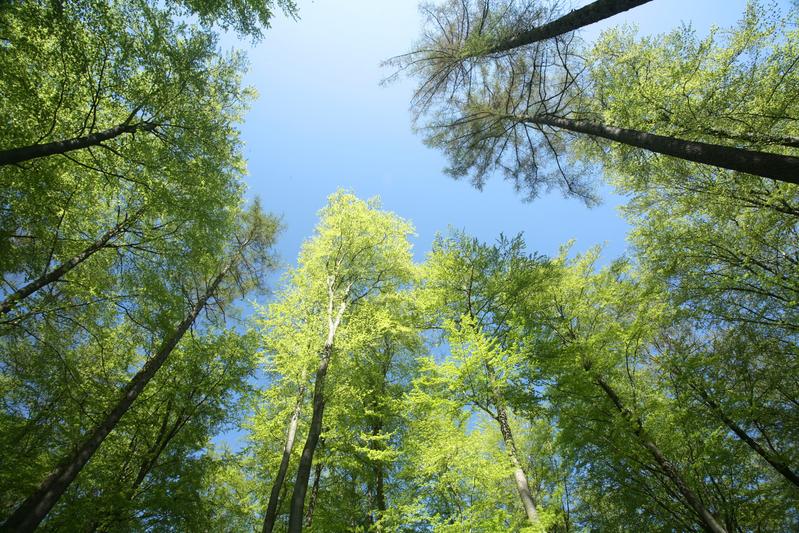 Biodiverse forests release fewer biogenic volatile organic compounds (BVOCs) into the atmosphere than monocultures. 