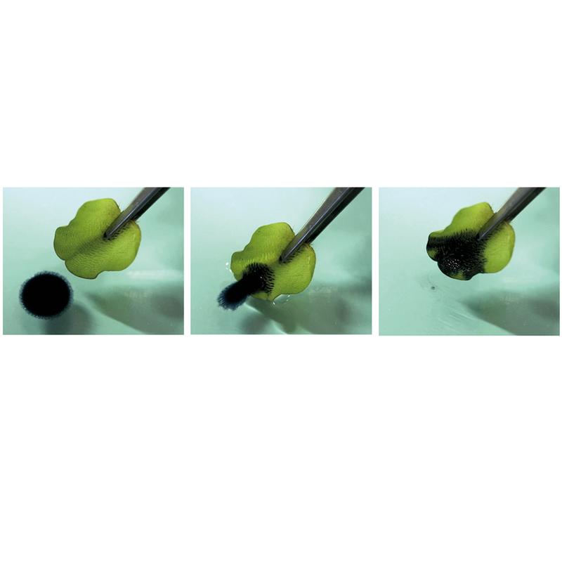 Abbildung 1: Sekundenschnelle Adsorption eines Tropfens Altöls durch ein Blatt des Schwimmfarns Salvinia molesta