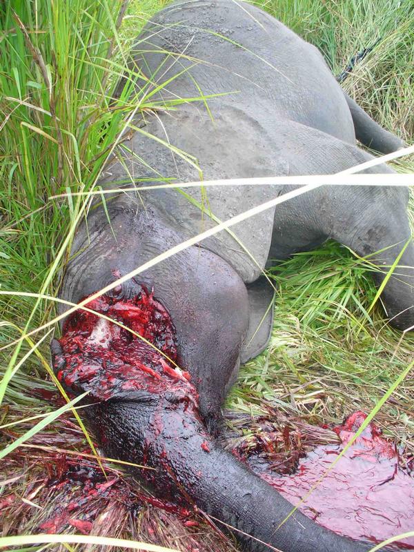 Wegen ihres Elfenbeins werden Flusspferde und Elefanten in Virunga zurzeit im großen Stil abgeschlachtet.