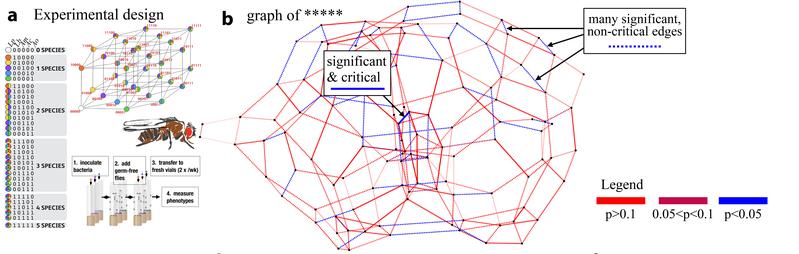 Graphical representation of microbiome manipulations in fruit flies. The loss of lactobacilli causes a global distortion of the epistastic landscape of the microbiome. 