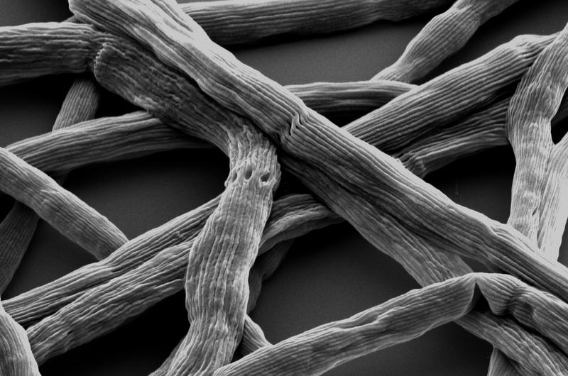 The microbe of the year 2024, the cable bacterium Candidatus Elektronema, magnified 10,000 times, forms entangled cables. 