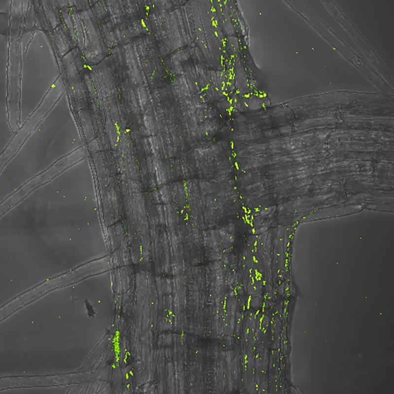 Rhodanobacter bacterium, here labelled in green, colonizing the root of a thale cress plant.