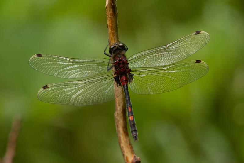 Different coloured dragonfly species (from left to right): The Small Whiteface (Leucorrhinia dubia) is a dark species that flies mainly in spring and early summer.
