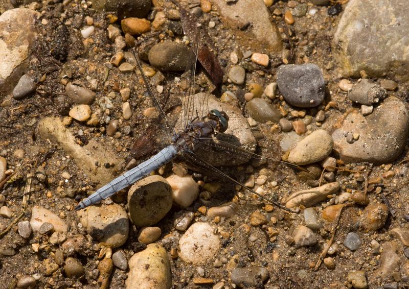 The Keeled Skimmer (Orthetrum coerulescens), a light-coloured species that flies mainly in midsummer.