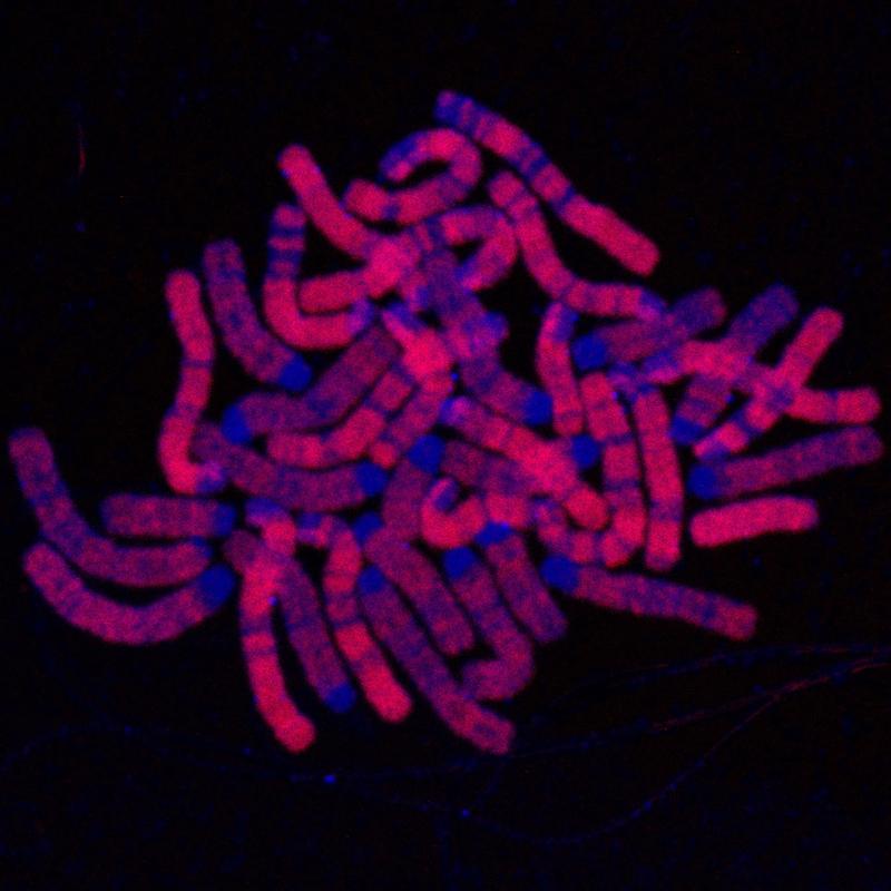 Microscopy image shows DNA in blue and replicated regions in red. Copyright