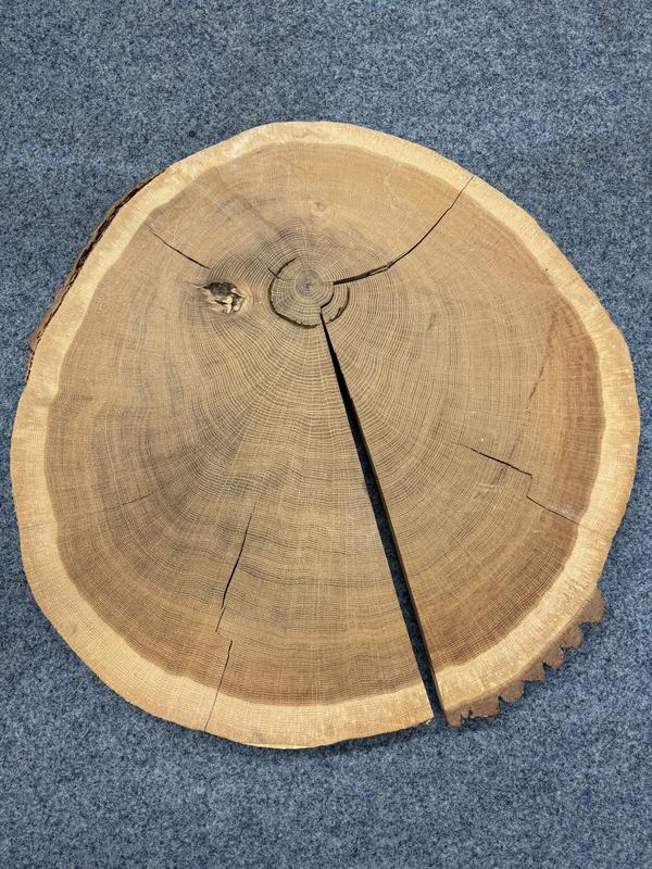 Baumscheibe einer Eiche aus Dransfeld/Deutschland mit 148 Jahresringen. Der tiefe Einschnitt bis in die Mitte zeigt die Position des für die Sauerstoffisotopenanalyse entnommenen Holzsegments.