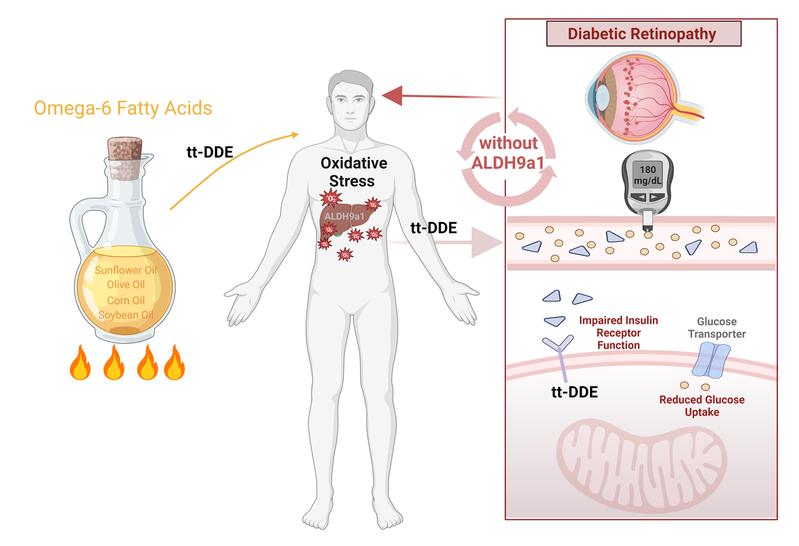 If tt-DDE is not broken down by the enzyme ALDH9a1b, its concentration in the body increases. tt-DDE inhibits insulin action and the uptake of glucose into the cells, which can subsequently lead to increased blood sugar and diabetic retinopathy.