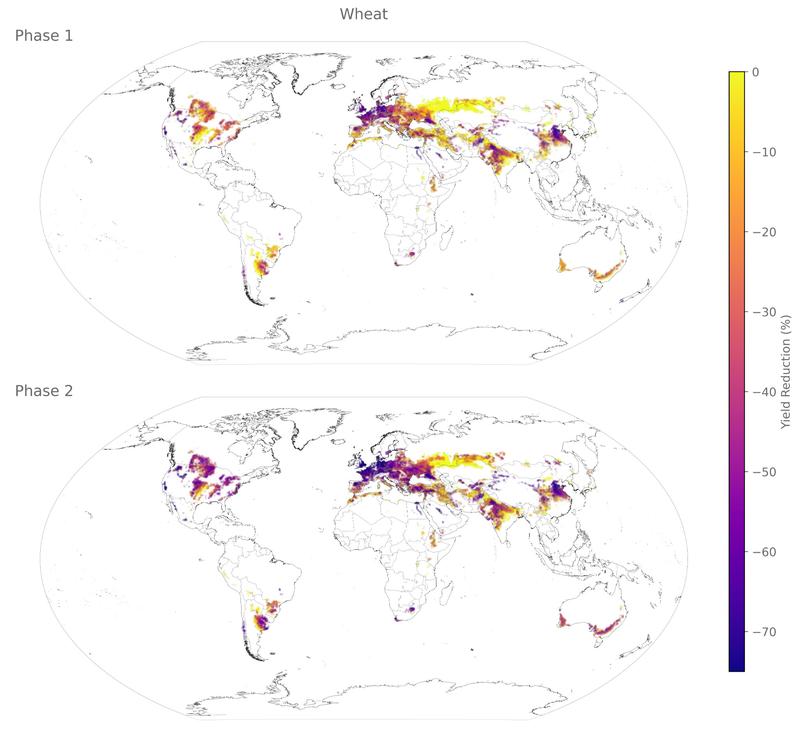 Globale Auswirkungen eines langfristigen Stromausfalls auf die Weizenerträge für Phase 1 (rationierte Düngemittel, Kraftstoff und Pestizide) und Phase 2 (keine Düngemittel, Kraftstoff und Pestizide). Je dunkler die Farbe, desto höher die Ernteeinbußen.
