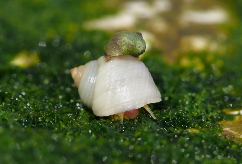 Ausgewachsene Schnecken sind an unterschiedliche Lebensräume angepasst. Die größere Schnecke ist an die Verteidigung gegen Krabbenangriffe angepasst, während die kleine Schnecke in Gebieten lebt, die starken Wellen ausgesetzt sind.