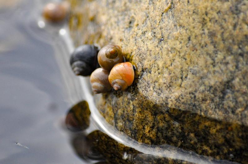 Marine snails on the seashore. Littorina snails are common on the rocky shores of Europe, the UK, and the East Coast of the USA.