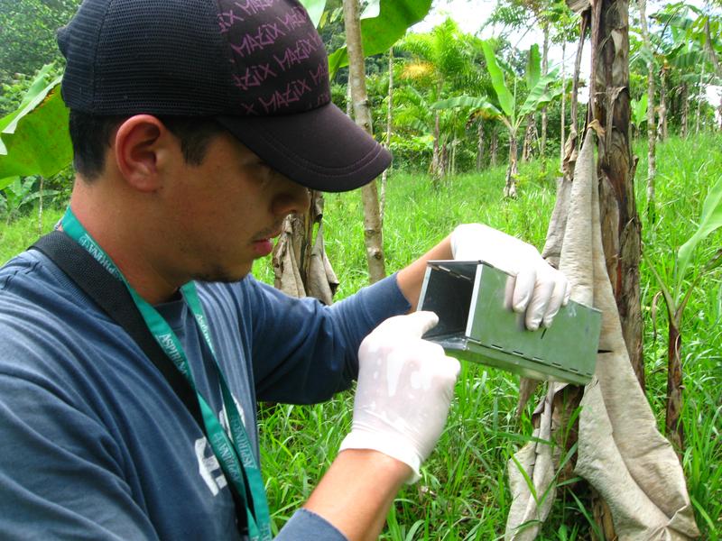 Charité-Forscher sichtet eine Nagetierfalle in Costa Rica