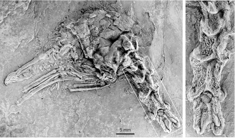 Schädel und Halswirbel von Perplexicervix microcephalon aus dem frühen Eozän von Messel. 
