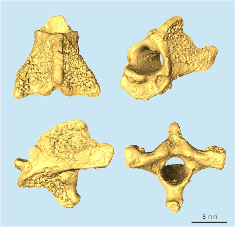 Mikro-CT-Scans eines Halswirbels aus den Spaltenfüllungen des Quercy in Frankreich mit dichten Knötchen auf der Knochenoberfläche. 