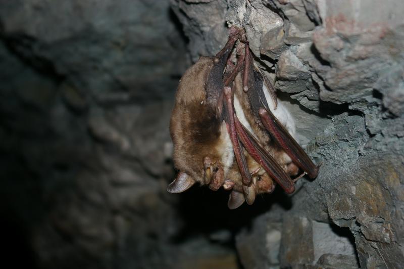 Greater mouse-eared bat - Myotis myotis