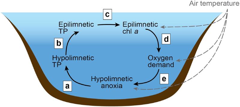 Anoxia begets anoxia: A positive feedback to the deoxygenation of temperate lakes