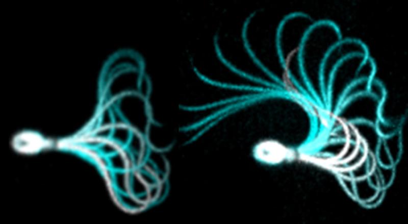 Beating pattern of a human sperm cell before (left) und after (right) activation of CatSper. The more powerful beat is required to fertilize the egg 