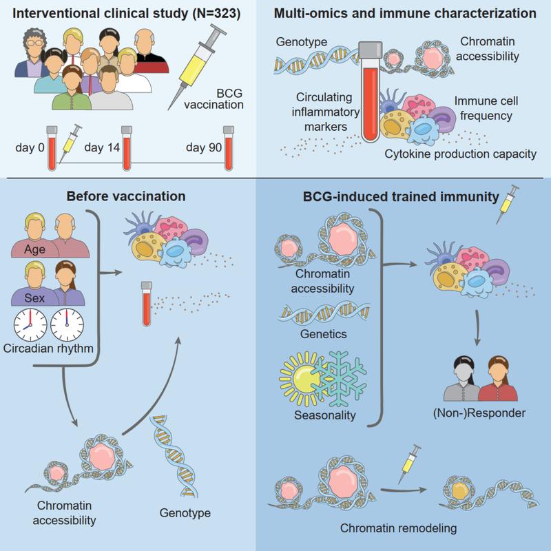 Graphical abstract of the BCG vaccine trained immunity study 