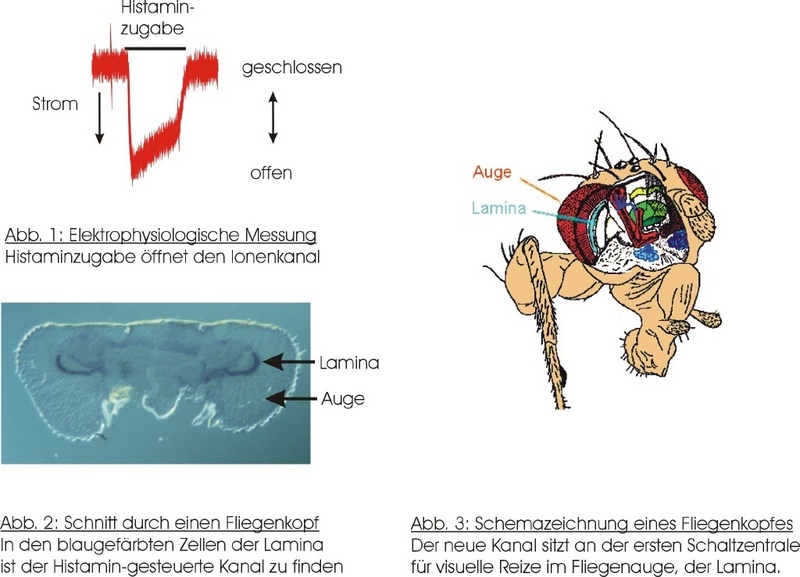 Die Funktionsweise des siebten Kanaltyps bei der Fruchtfliege Drosophila melanogaster im Überblick.