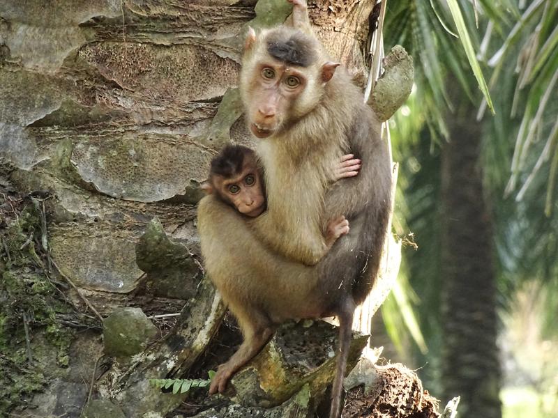 Female southern pig-tailed macaque with infant 