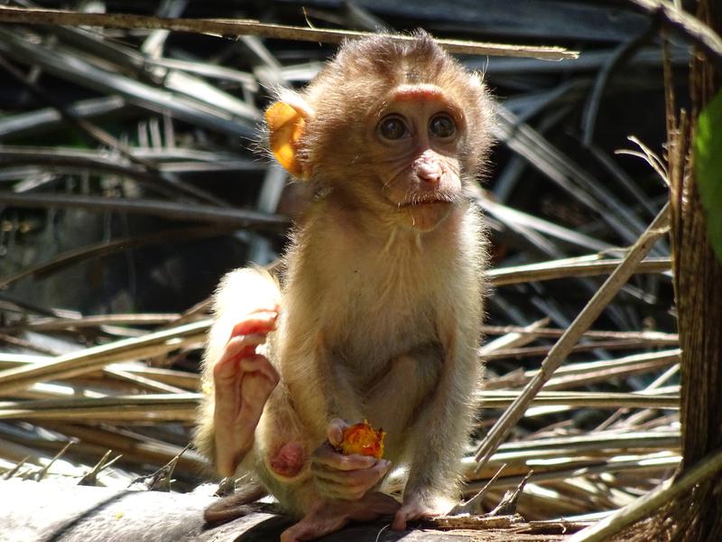 Infant southern pig-tailed macaque feeding on an oil palm fruit 