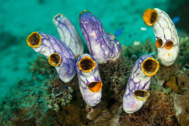 Sea squirts attached on reef. The marine organism is a great model to study developmental processes of vertebrates.