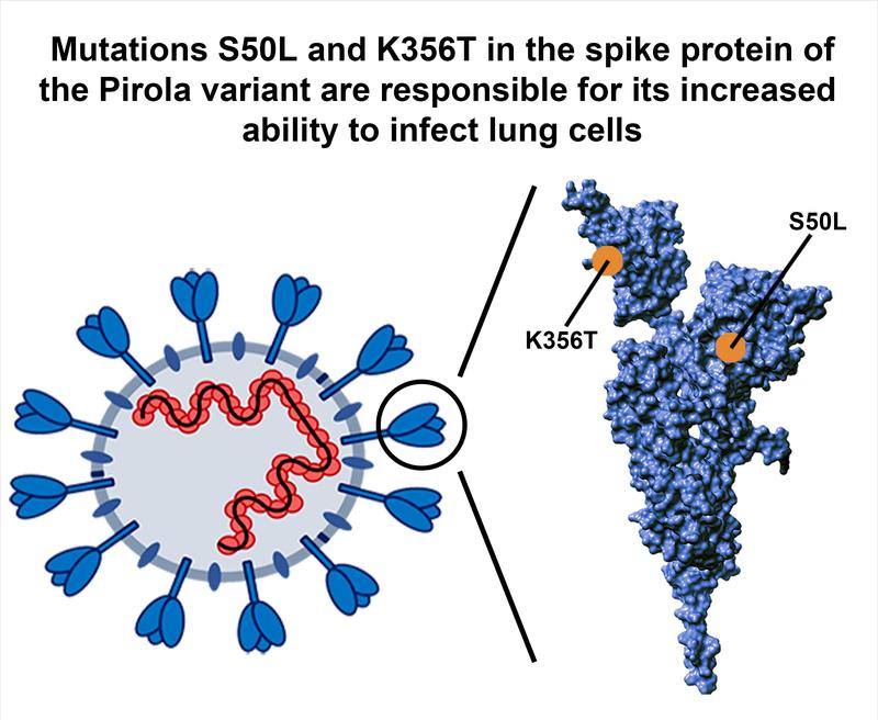 The spike protein of the heavily mutated Pirola variant harbors two mutations, S50L and K356T, which increase infectious entry into lung cells. 