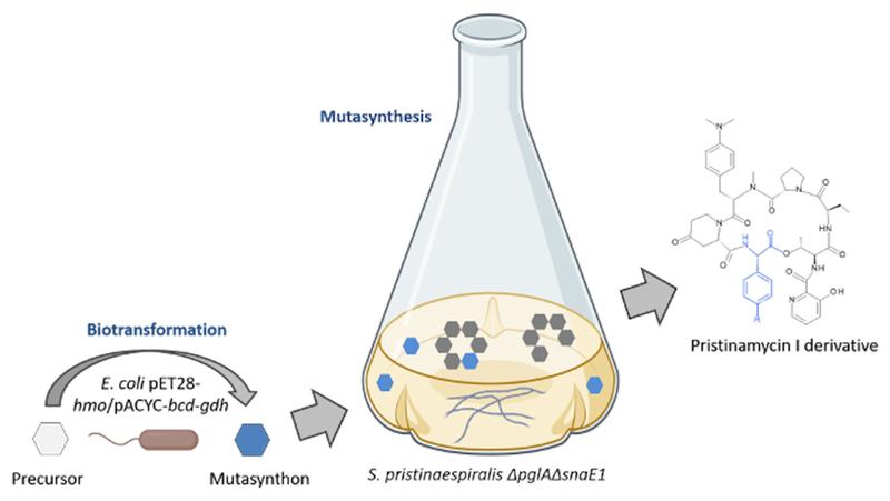 Schematische Abbildung des Biotransformation-gekoppelten Mutasynthese-Ansatz. Aminosäure-Vorstufe (weiße Hexagons), Mutasynthon (blaue Hexagons), Pristinamycin I-Produkte (graue Hexagons) 