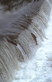 Springende Lachse an einem Wehr in der Sieg Foto: Olaf Niepagenkemper