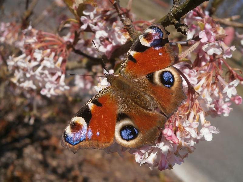 Das Tagpfauenauge (Aglais io) überwintert als Schmetterling und verlässt seine Winterquartiere immer früher. 