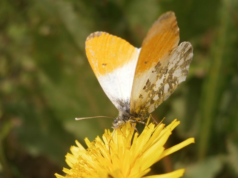 Der Aurorafalter (Anthocharis cardamines) ist einer der ersten Tagfalter, die im Frühling aus der Puppe schlüpfen. Dies geschieht mit den steigenden Temperaturen immer früher im Jahr. 