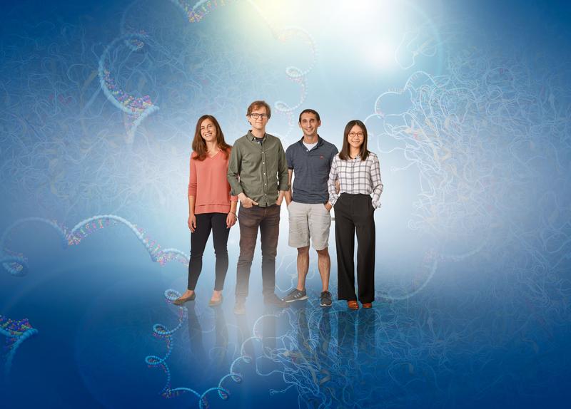 The HIRI researchers involved in the study; from left: Sandra Gawlitt, Lars Barquist, Chase Beisel, Yanying Yu.