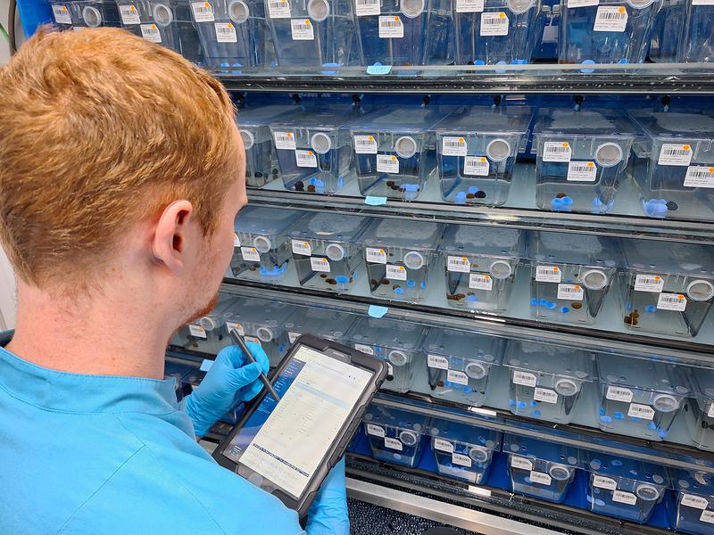 Daily routine: animal keeper Clemens Peters collects data on the health status of the fish at the FLI.