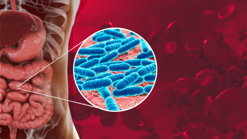 Das von den Deutschen Zentren für Gesundheitsforschung geförderte Verbundprojekt der Uni-versitätsmedizin Mainz untersucht die Rolle von Darmbakterien bei Gefäßentzündungen und der Blutbildung.