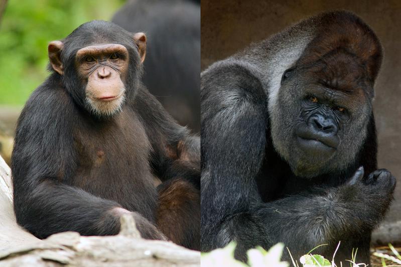 Ein Forschungsteam des SFB 1182 verglich die Mikrobiomdaten von verschiedenen Menschenaffen, unter anderem Schimpansen (links) und Gorillas, mit jenen von Menschen mit unterschiedlichen Lebensweisen. 