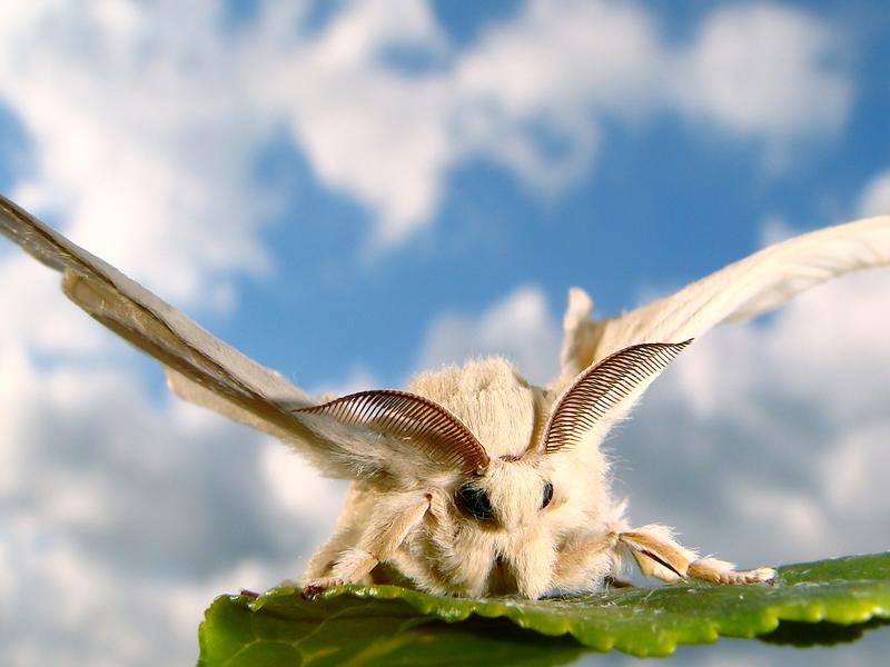 Female silkmoth (Bombyx mori) 