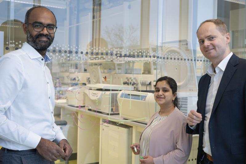 Institutsdirektor Prof. Dr. Malte Spielmann und die wissenschaftlichen Mitarbeitenden Saranya Balachandran und Dr. Varuun Sreenivasan (v. r.) erläutern mit grafischen Darstellungen auf der Glaswand ihres Labors den KI-basierten Algorithmus STIGMA.