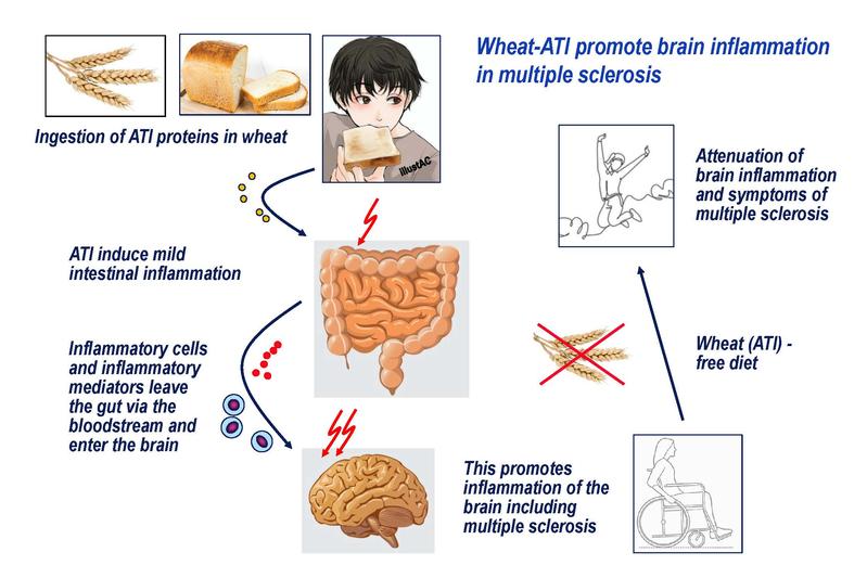 Researchers from the UM Mainz were able to show that a diet containing wheat can increase the symptoms of MS. The ATI proteins, but not the gluten proteins, increased the inflammation in the brain. A wheat free diet improved the symptoms of MS-patients.