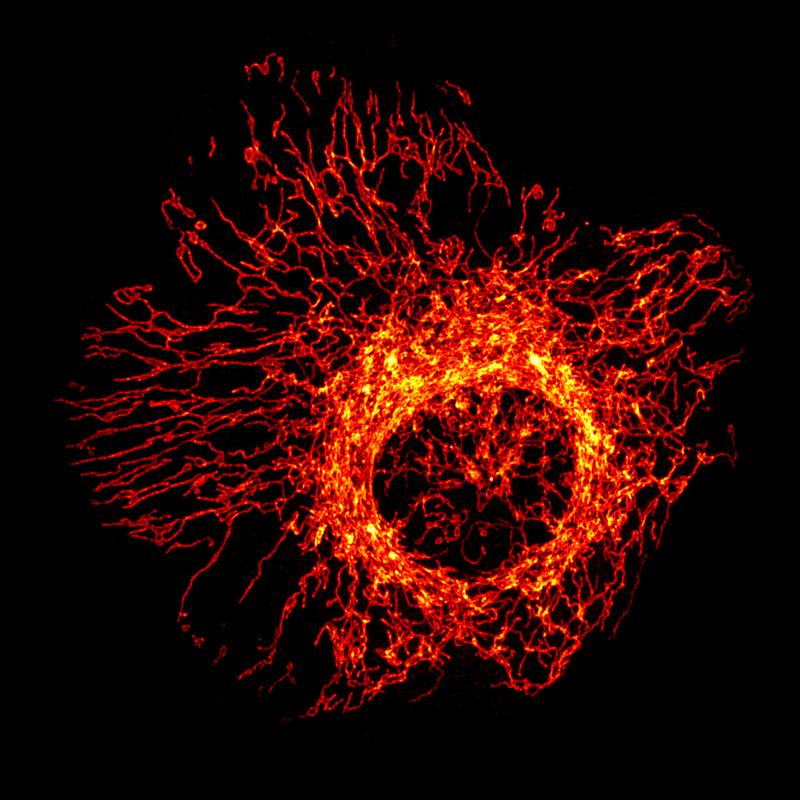 Mitochondrien-Netzwerk in einer Zelle.