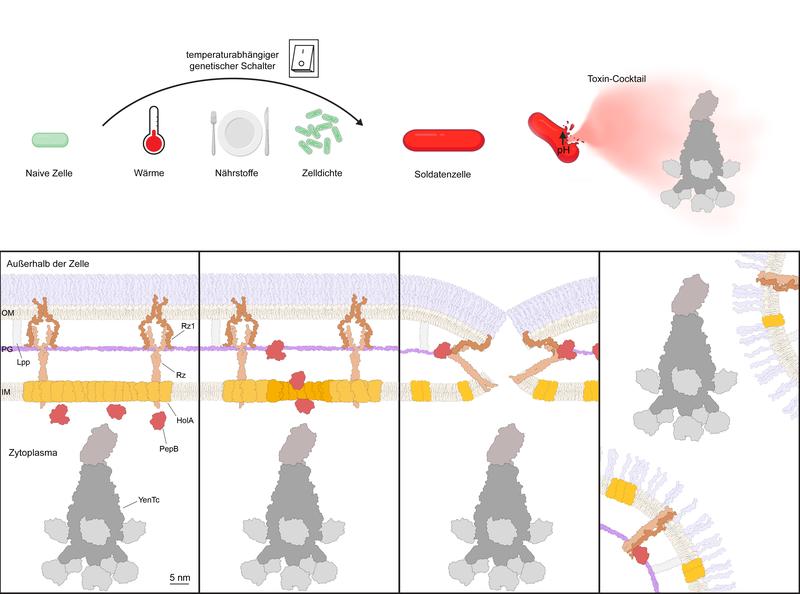 Modell für die Differenzierung von Soldatenzellen und die Freisetzung von YenTc. Oben: Naive Zellen verwandeln sich durch Aktivierung eines temperatursensitiven genetischen Schalters in Soldatenzellen. Eine pH-Änderung führt zur Freisetzung der Toxine