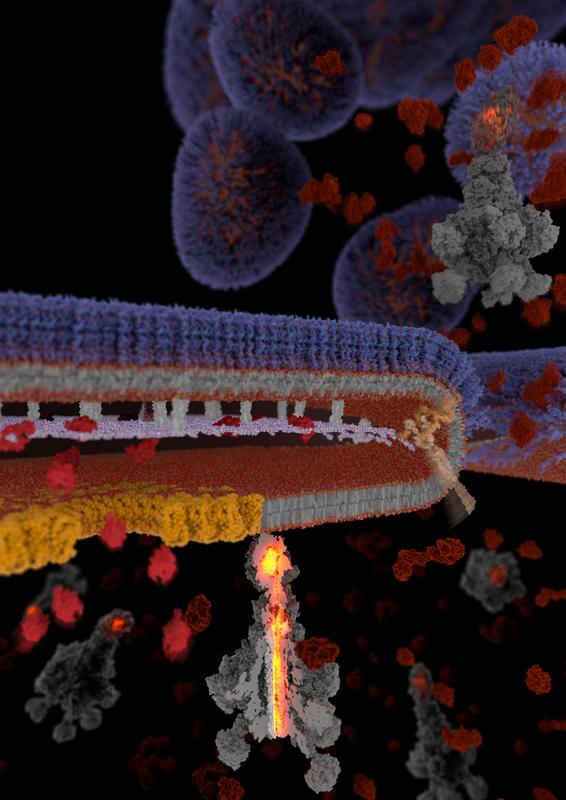 The exceptional secretion mechanism of Tc Toxins.