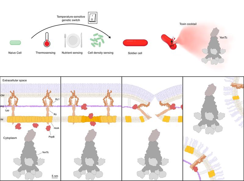 Model for differentiation of soldier cells and YenTc release. Naive cells turn into soldier cells by activation of a temperature-sensitive genetic switch. A pH change leads to the release of the toxin cocktail. Below: The steps of YenTc release in detail.