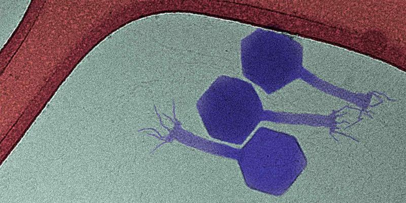 Die Paride-​Phage (violett) befällt als eine der wenigen Phagen überhaupt ruhende Bakterien. 