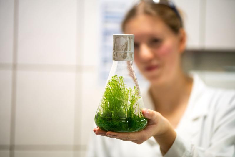 Wenige Gramm einer Moospflanze hält Claudia Glaubitz in einem Erlenmeyerkolben in der Hand. 